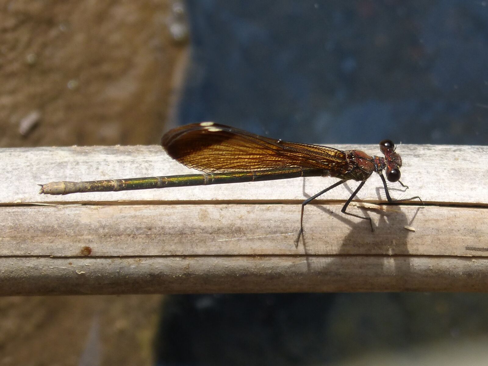 Panasonic DMC-FZ62 sample photo. Black dragonfly, cane, wetland photography