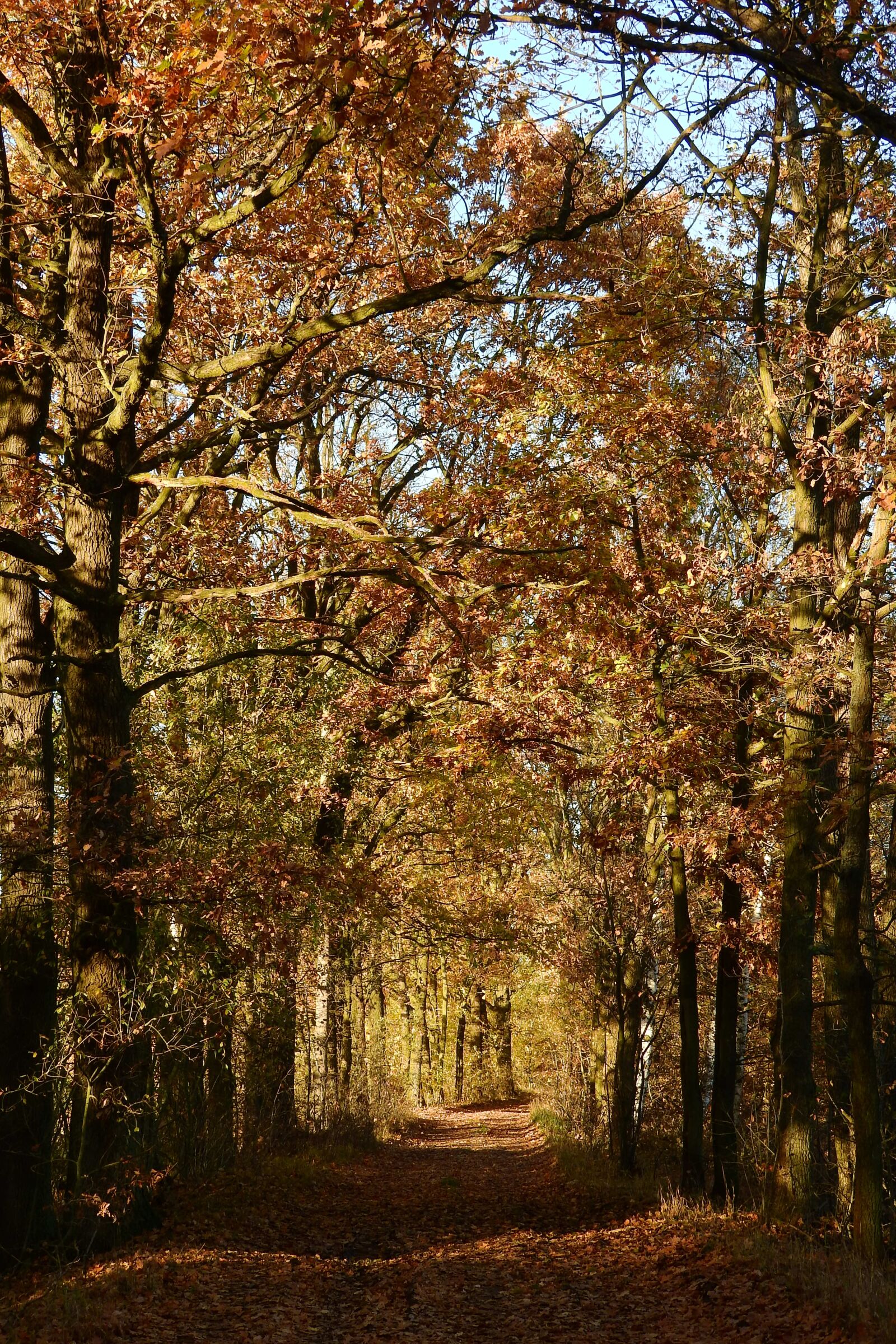 Nikon Coolpix P610 sample photo. Alley, oaks, path photography