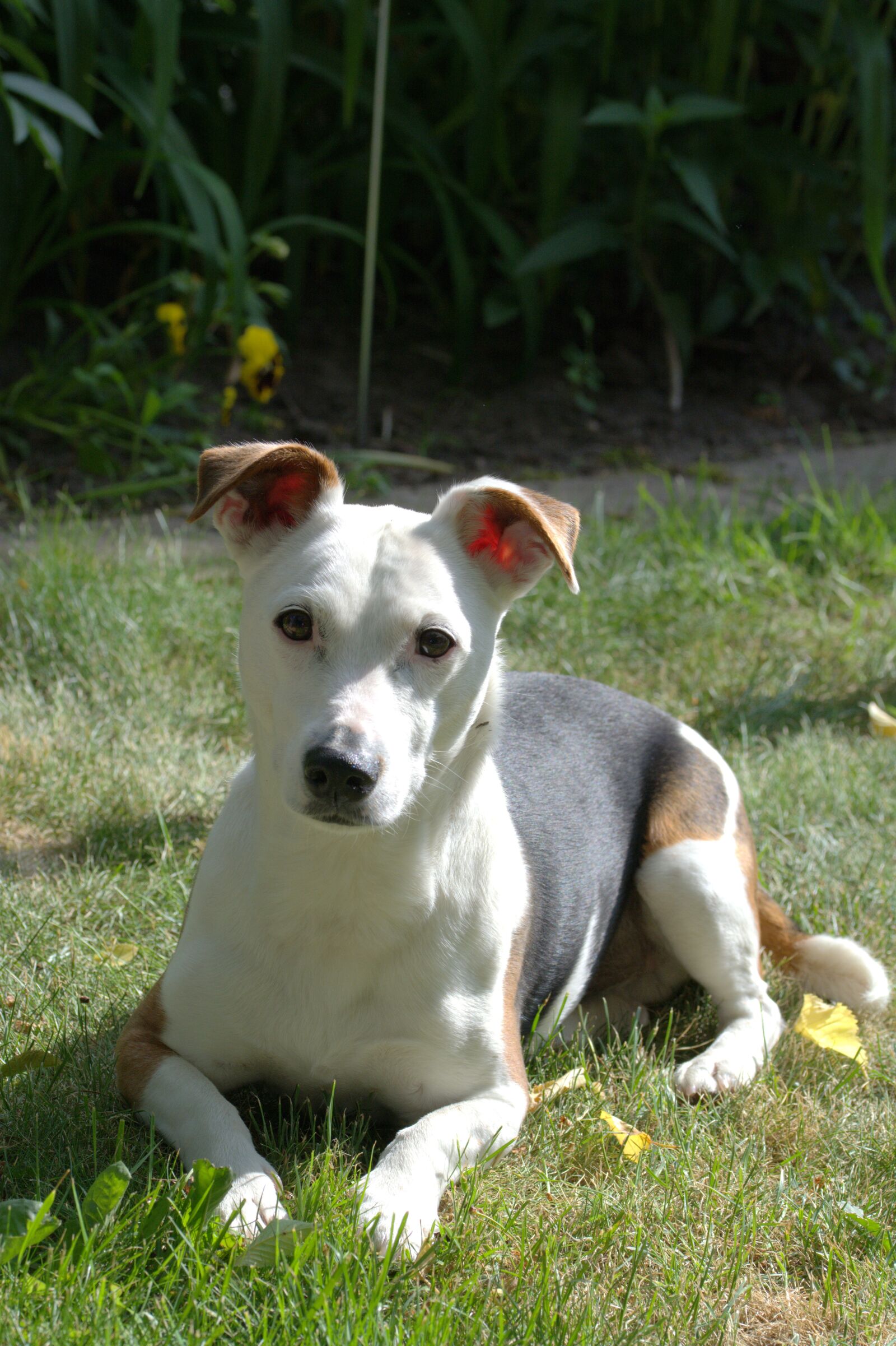 Nikon D5200 sample photo. Dog, jack russell, terrier photography