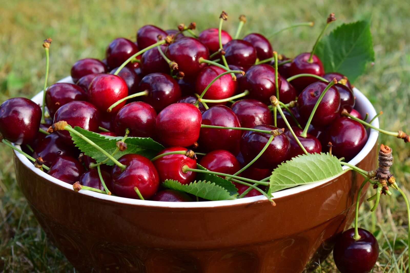 Nikon D3300 sample photo. Cherries, bowl, fruit photography