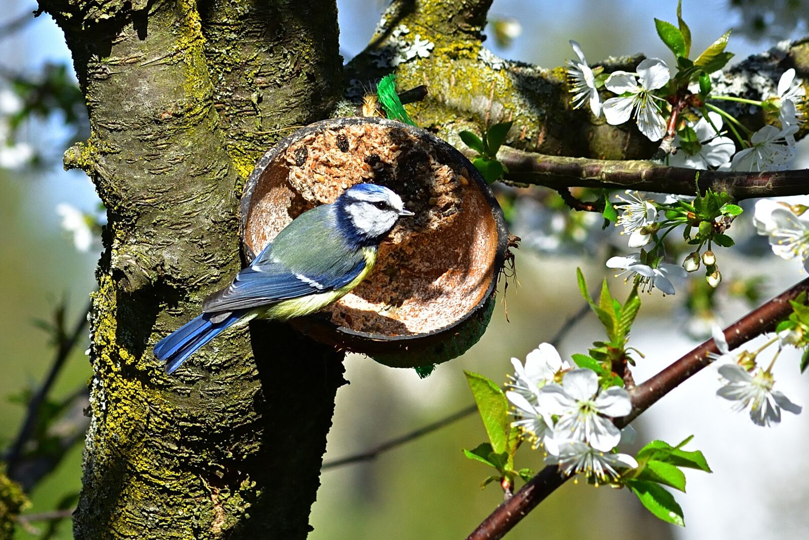Nikon D5200 sample photo. Garden, blue tit, nature photography