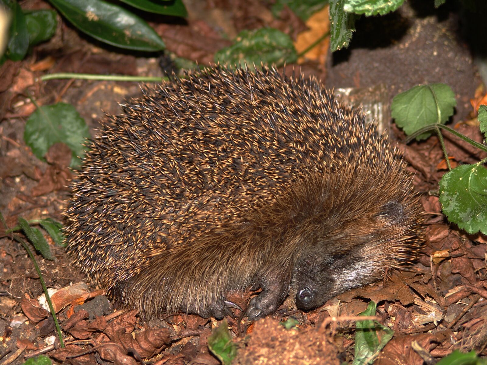 Sony DSC-F828 sample photo. Hedgehog, animal, spur photography