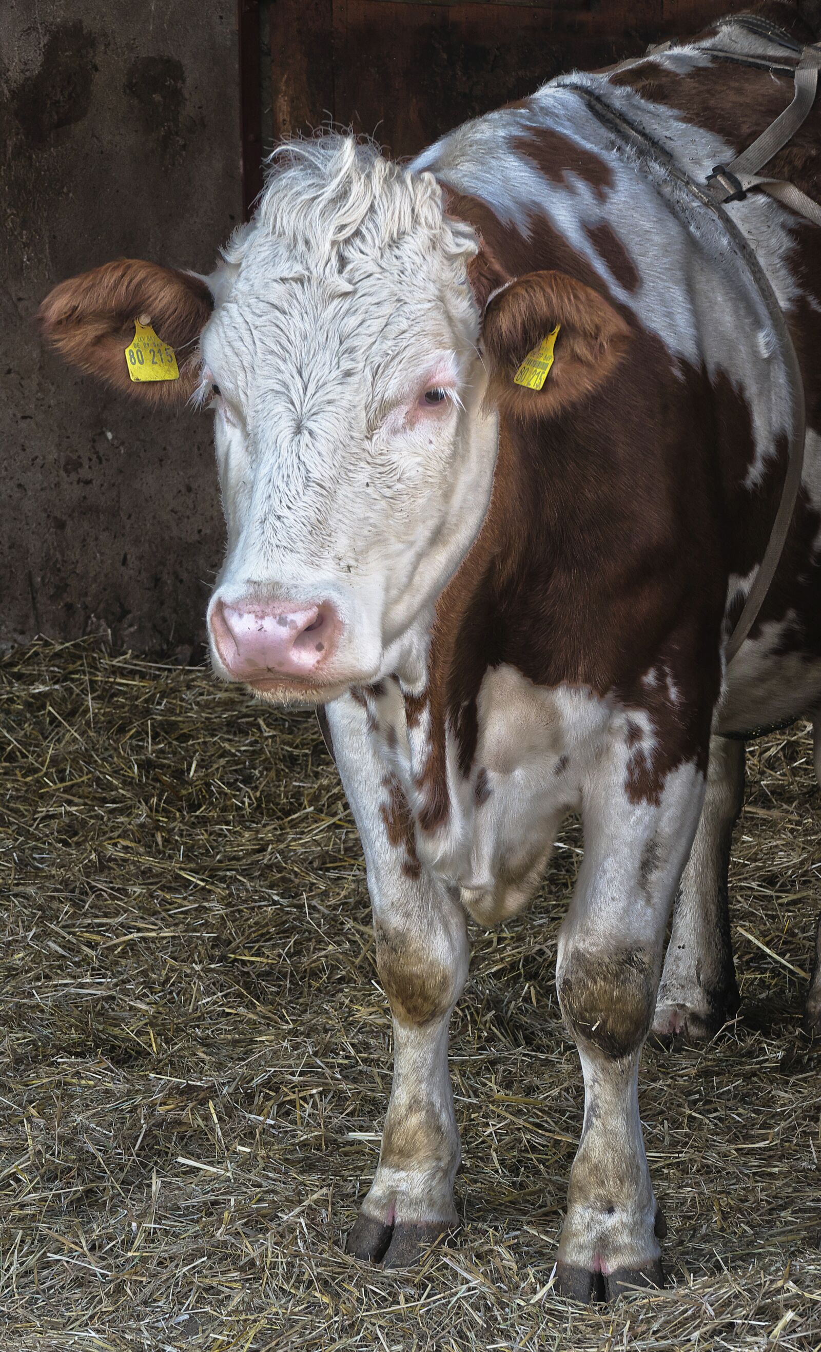 Panasonic Lumix DMC-FZ1000 sample photo. Calf, animal portrait, beef photography