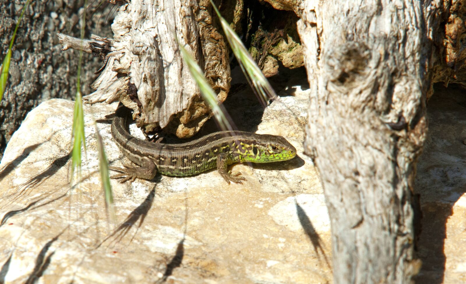 Nikon D300S sample photo. Lizard, sand lizard, close photography