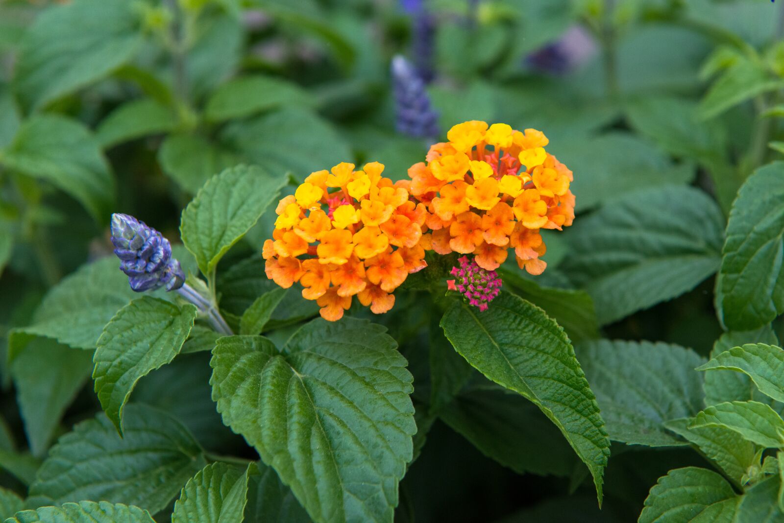 Nikon D800 sample photo. Flowers, orange, green photography