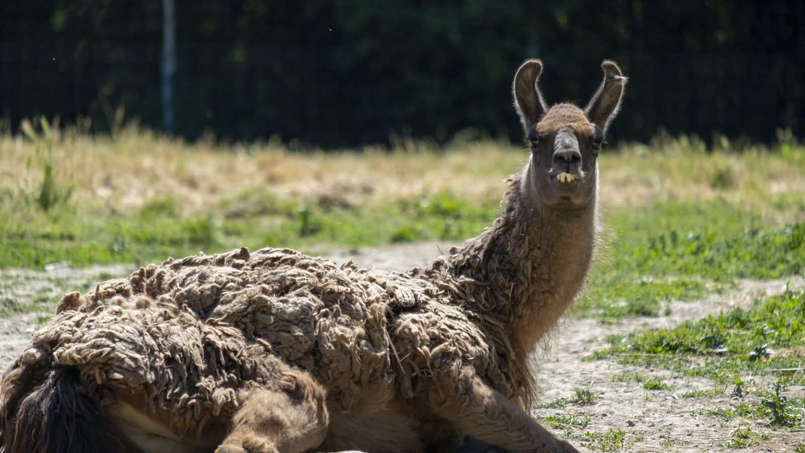 Fujifilm XF 55-200mm F3.5-4.8 R LM OIS sample photo. Mammals, lama, alpaca photography
