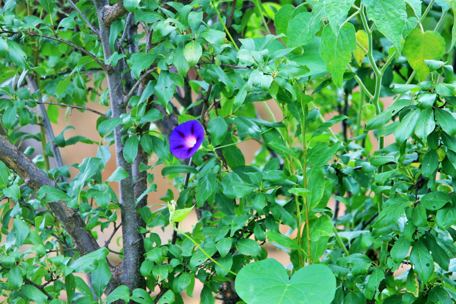 Canon EOS 400D (EOS Digital Rebel XTi / EOS Kiss Digital X) sample photo. Morning glory flower, flower photography