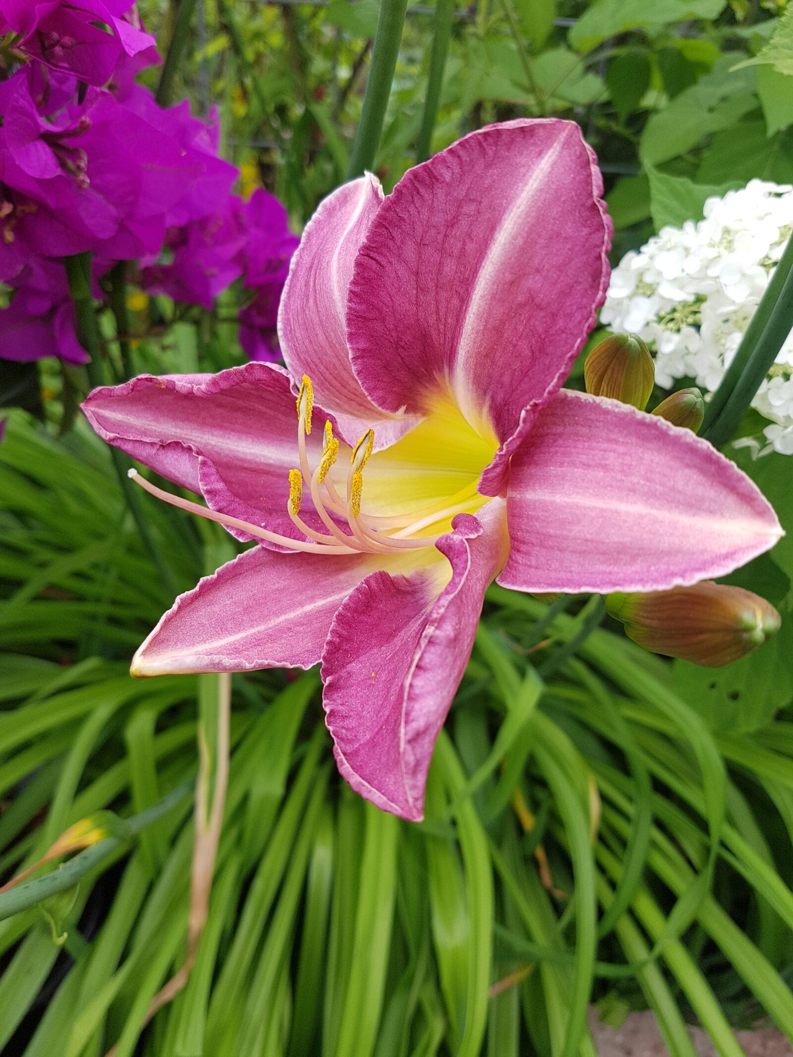 Samsung Galaxy S7 Edge sample photo. Flower, purple, garden photography
