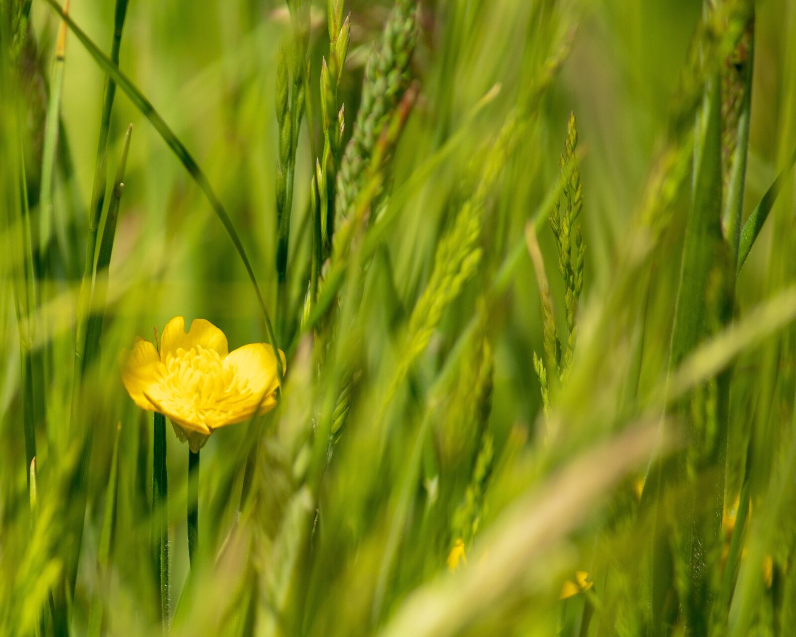 Canon EOS 1300D (EOS Rebel T6 / EOS Kiss X80) sample photo. Grass, flower, yellow photography