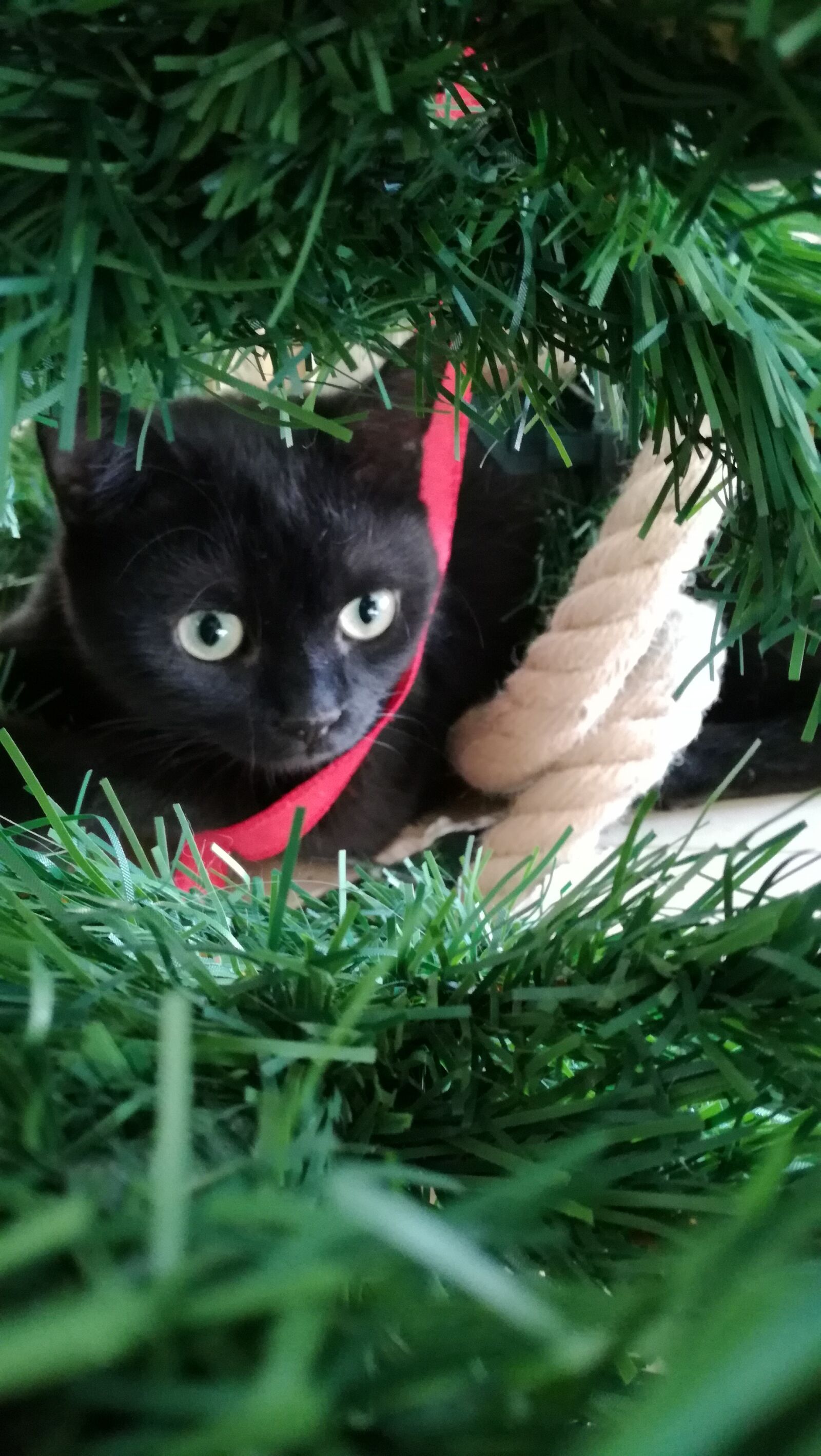 HUAWEI P9 LITE sample photo. Black cat, christmas tree photography