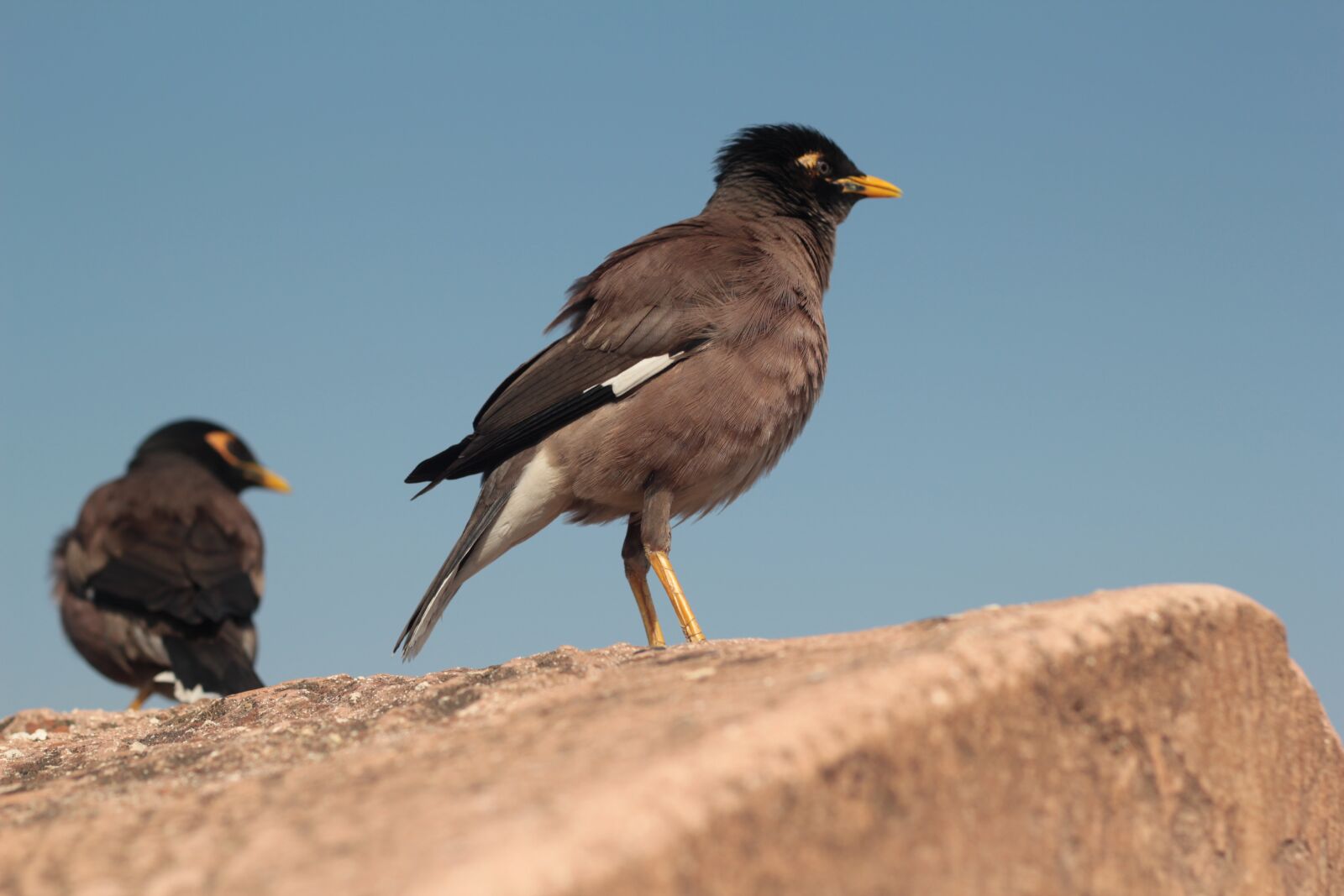 Canon EOS 550D (EOS Rebel T2i / EOS Kiss X4) sample photo. Myna, bird, yellow beak photography