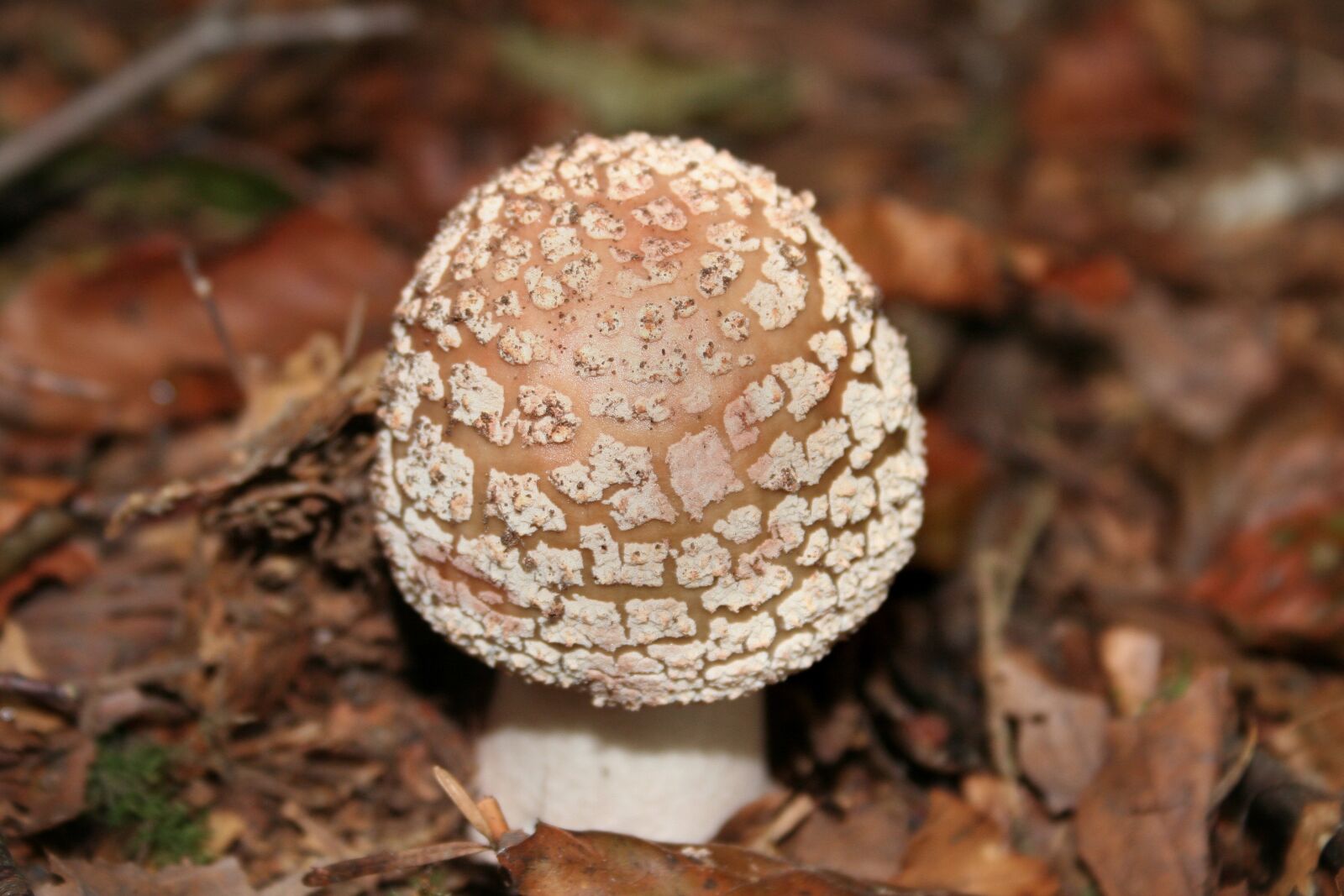 Canon EOS 350D (EOS Digital Rebel XT / EOS Kiss Digital N) sample photo. Mushroom, forest mushroom, wild photography