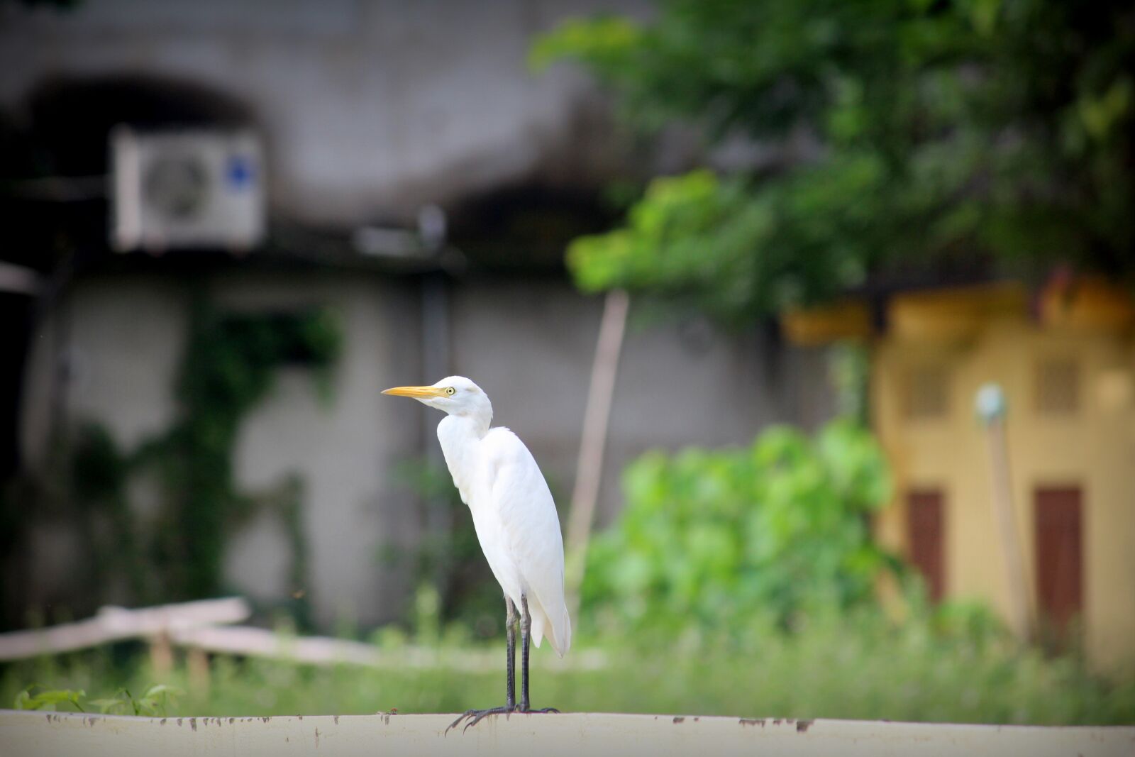 Canon EOS 1200D (EOS Rebel T5 / EOS Kiss X70 / EOS Hi) + Canon EF-S 55-250mm F4-5.6 IS II sample photo. Cattle egret, heron, bird photography