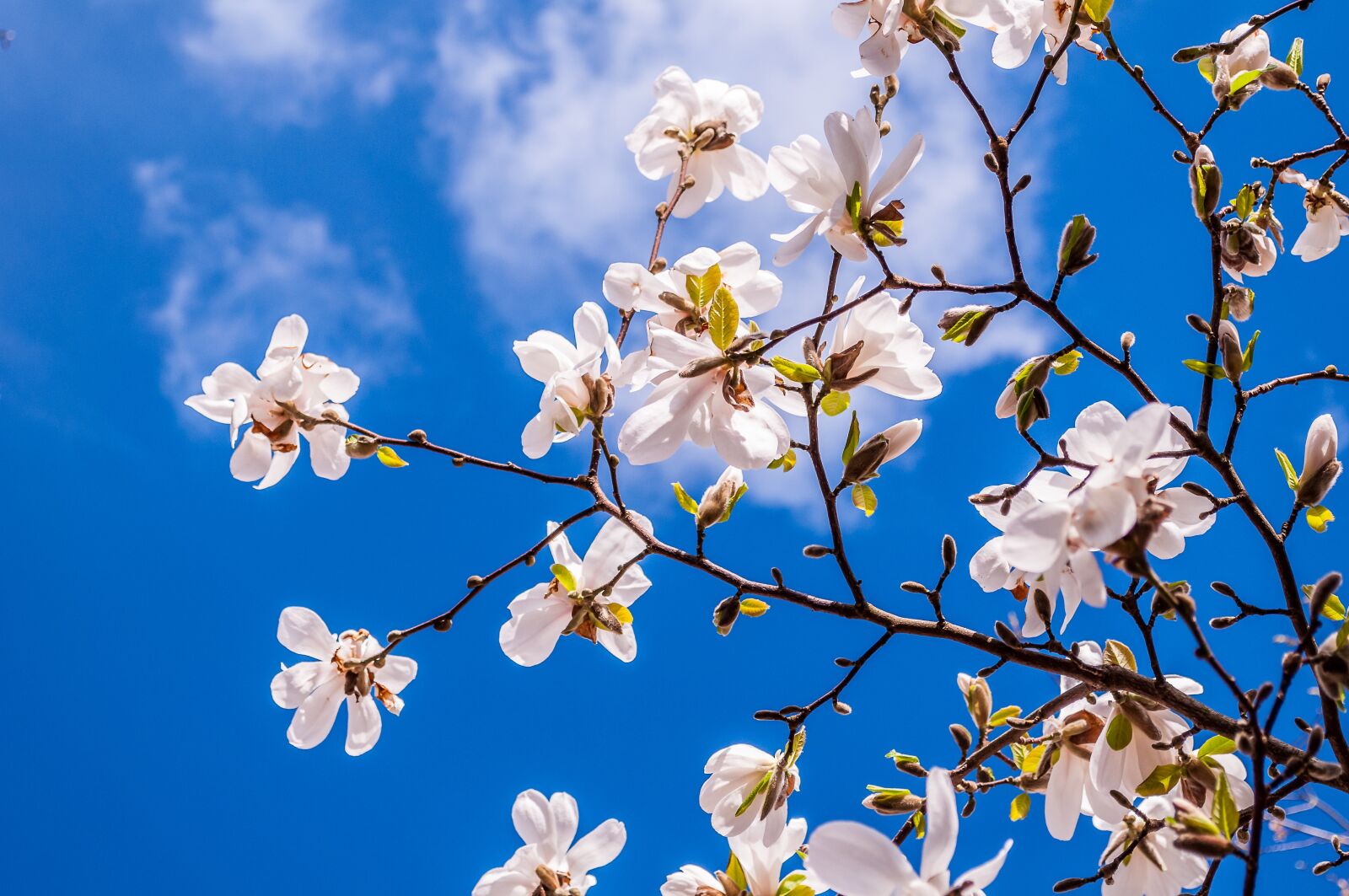 Nikon D90 sample photo. Magnolia, flowers, spring photography