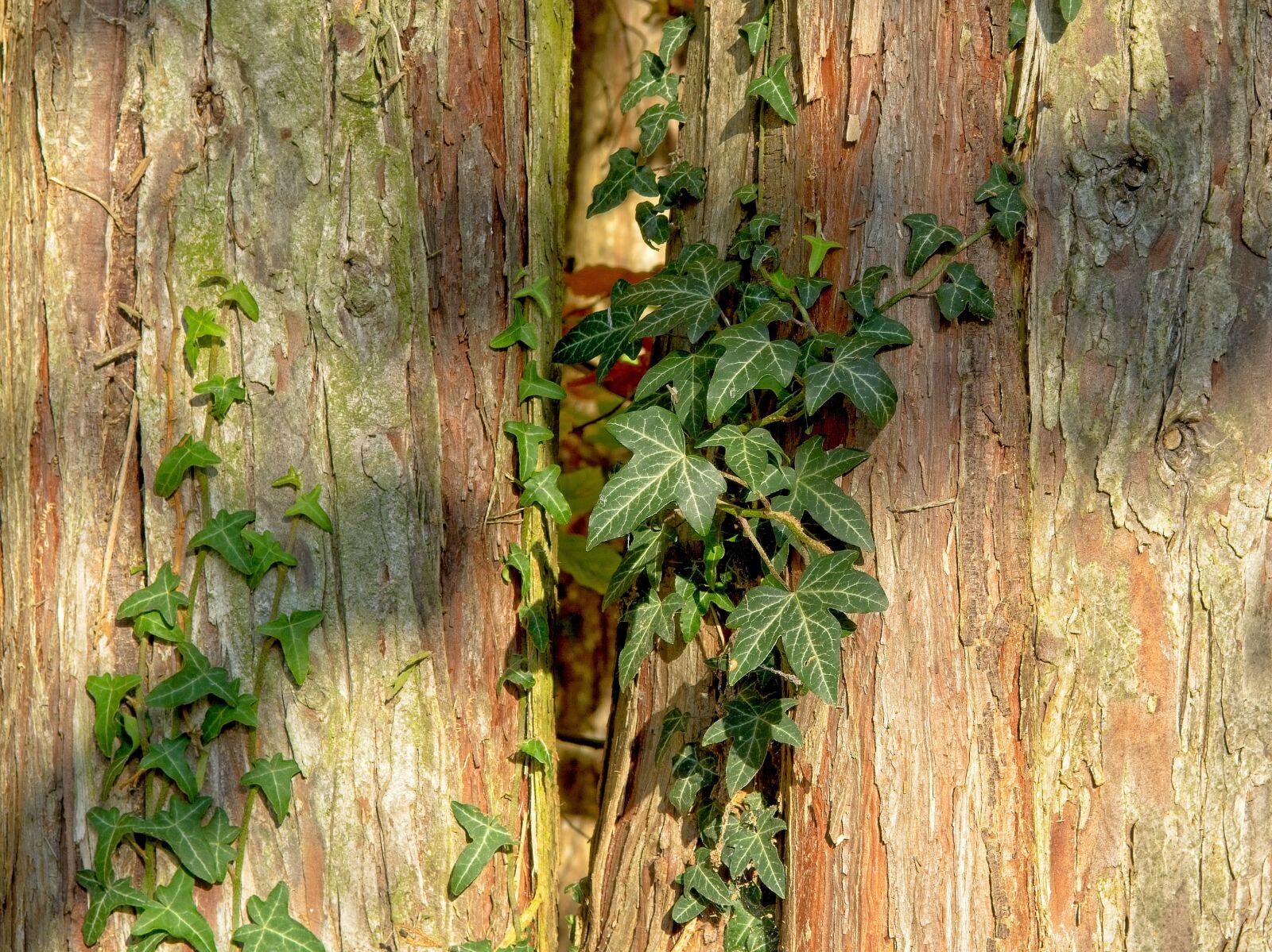Nikon D7100 sample photo. Background, texture, ivy photography
