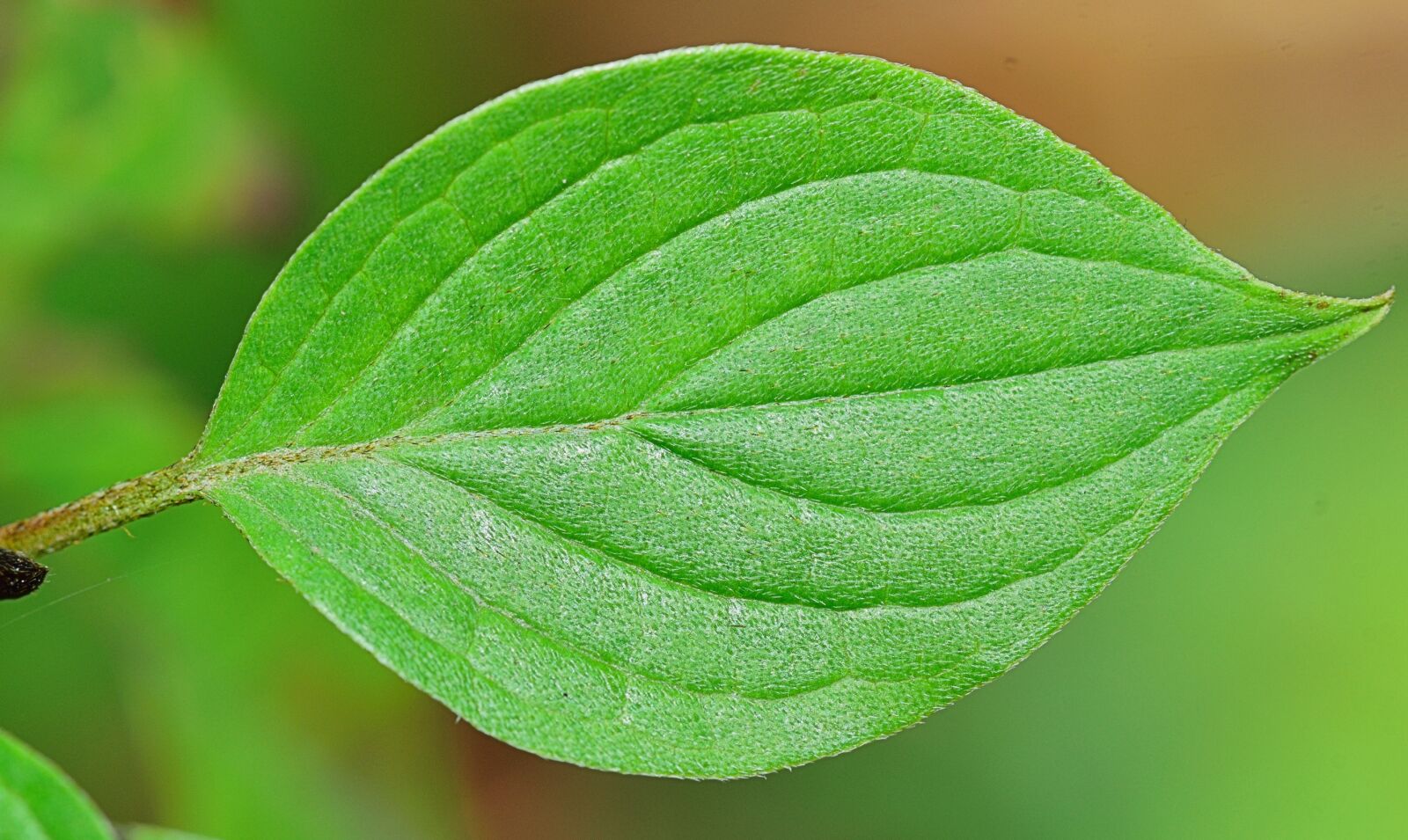 Nikon D5300 sample photo. Nature, leaf, green leaves photography