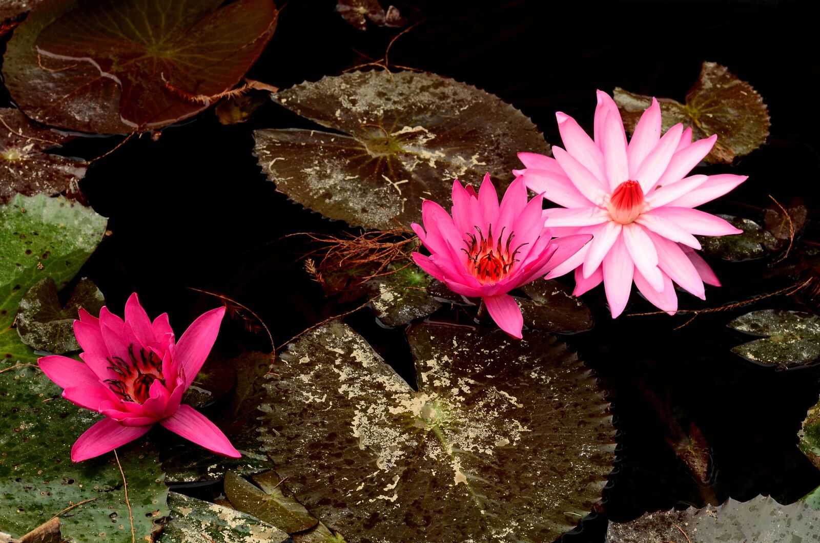 Nikon D7000 sample photo. Plant, lotus, pond photography