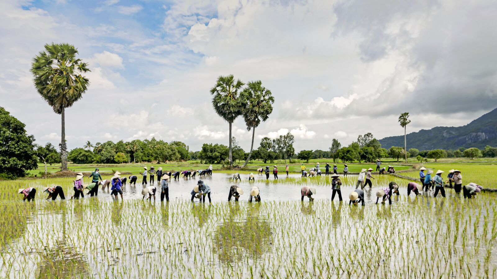 Canon EOS 500D (EOS Rebel T1i / EOS Kiss X3) sample photo. Vietnam, transplant, rice photography