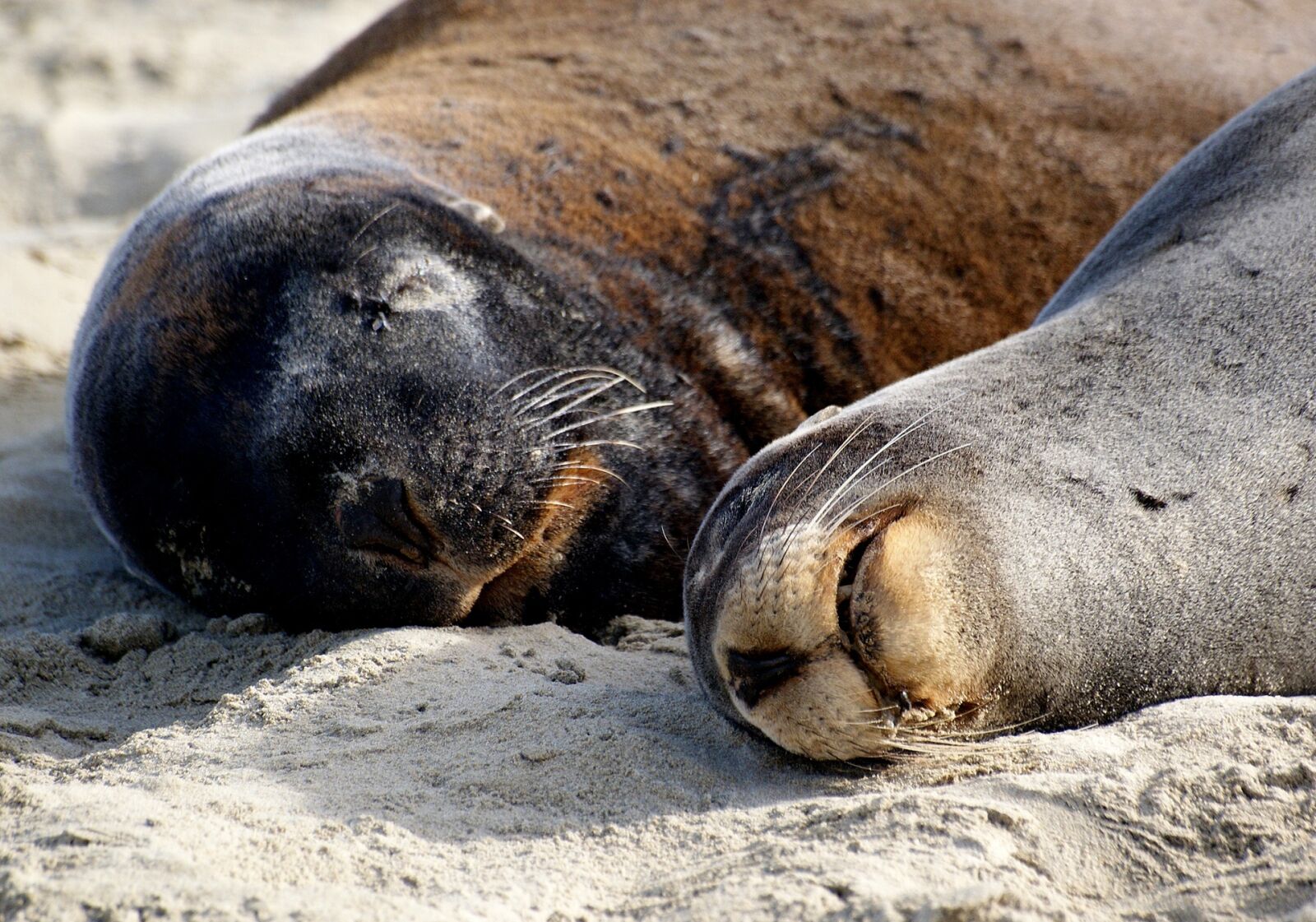 Sony Alpha DSLR-A300 sample photo. Hookers sea lions, sand photography