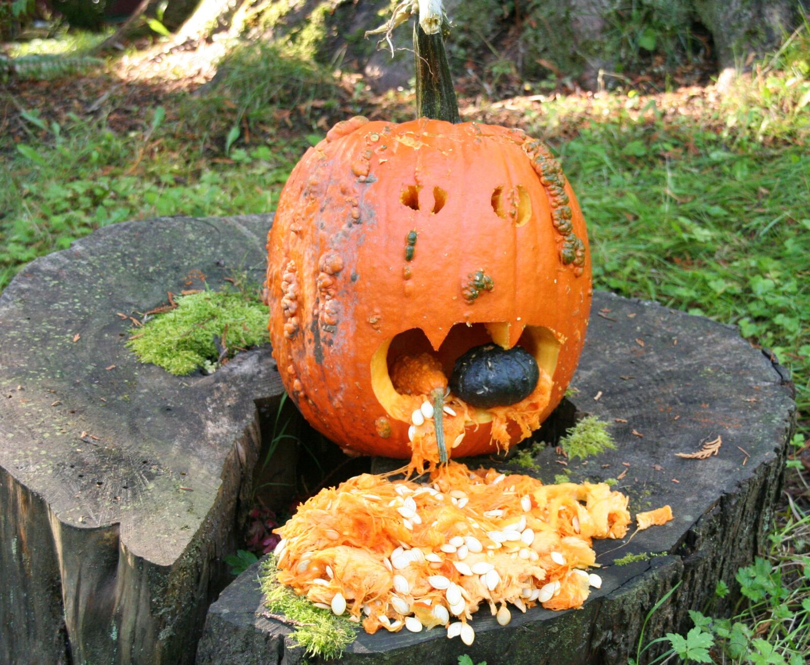 Canon EOS 350D (EOS Digital Rebel XT / EOS Kiss Digital N) sample photo. Halloween, jack o'lantern, pumpkin photography