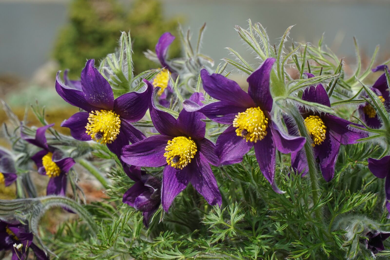 Sony a6000 sample photo. Pasque flower, flower, violet photography