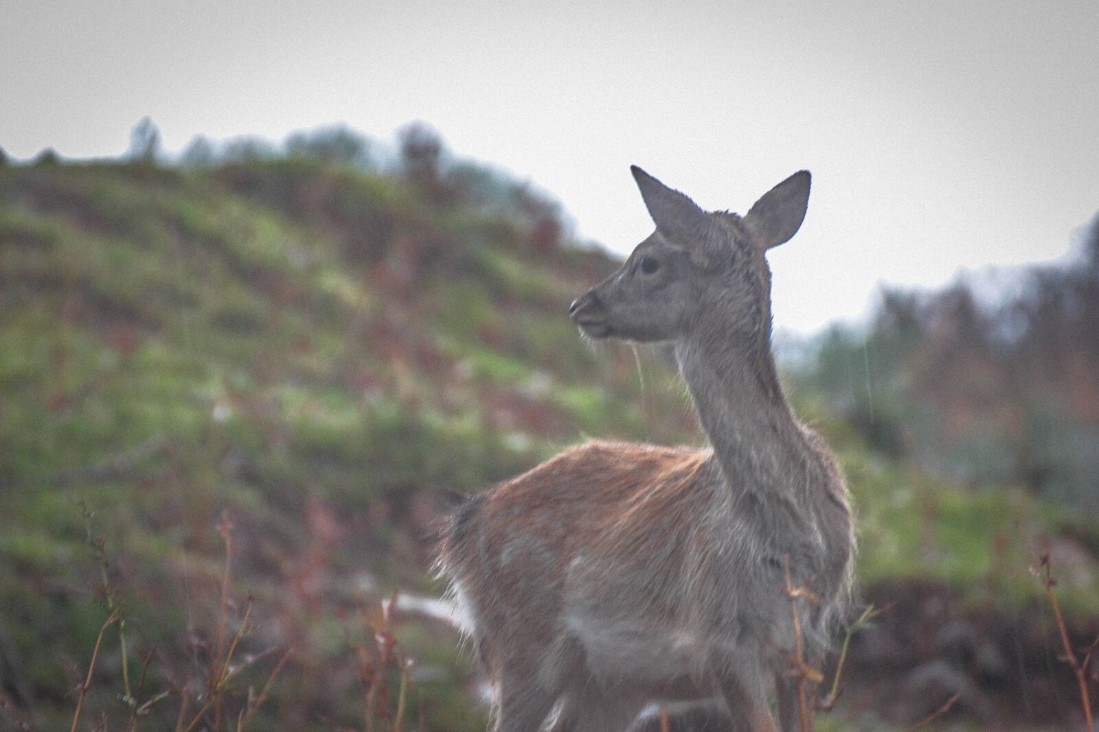 Canon EOS 550D (EOS Rebel T2i / EOS Kiss X4) sample photo. Deer, animal, nature photography
