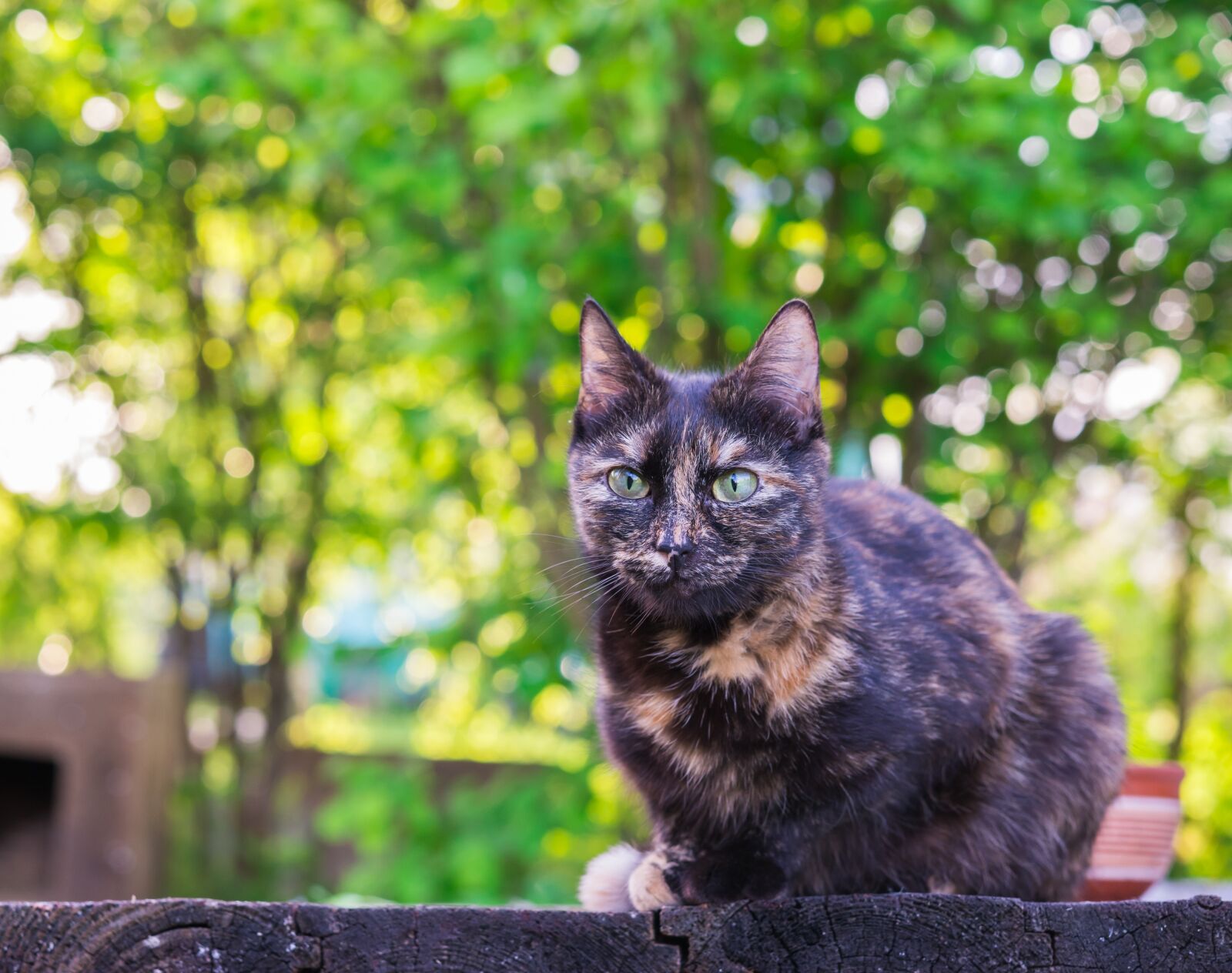 Nikon D600 sample photo. Cat, summer, pet photography