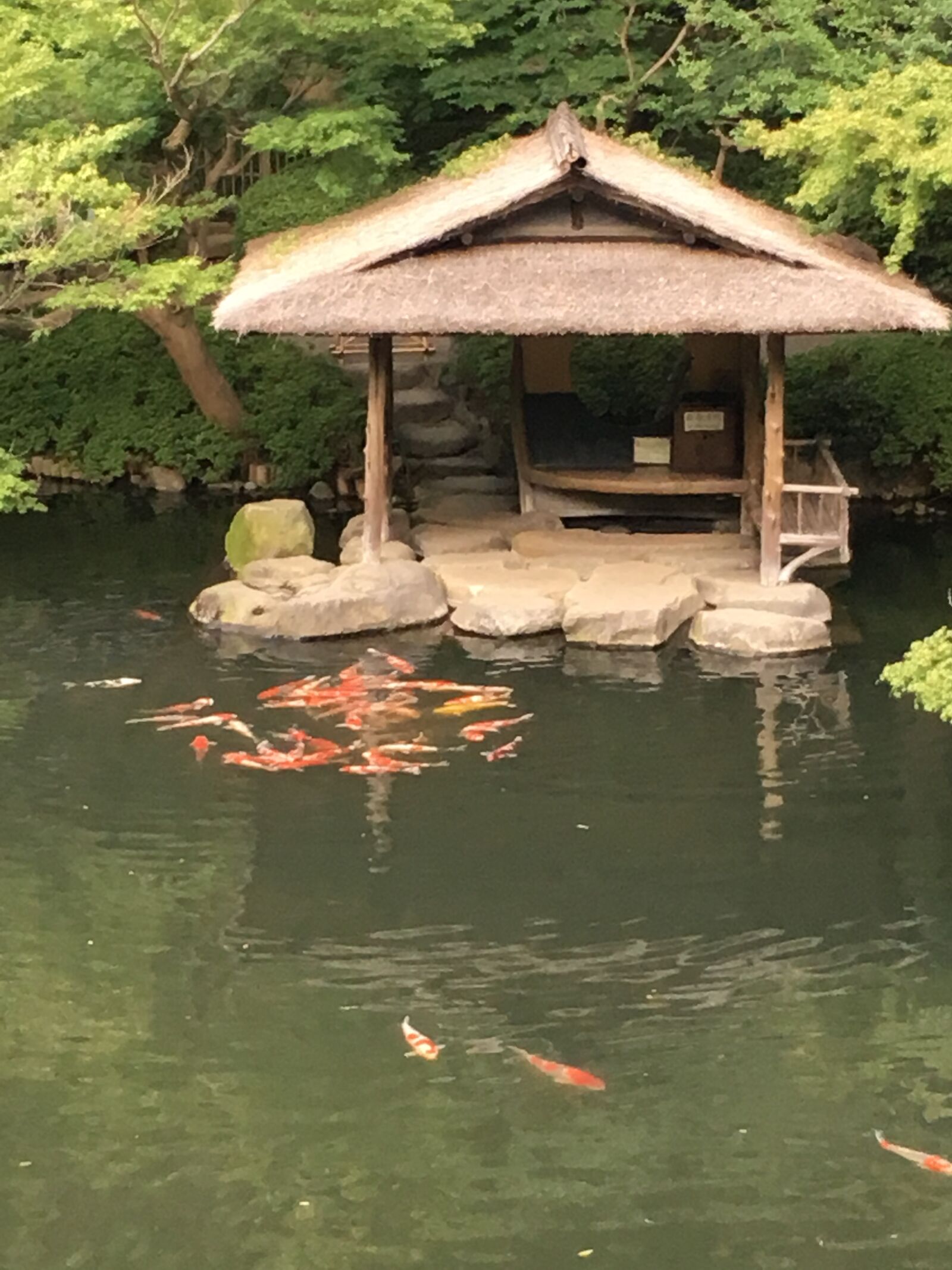 iPhone SE back camera 4.15mm f/2.2 sample photo. Koy, pond, in, toyko photography