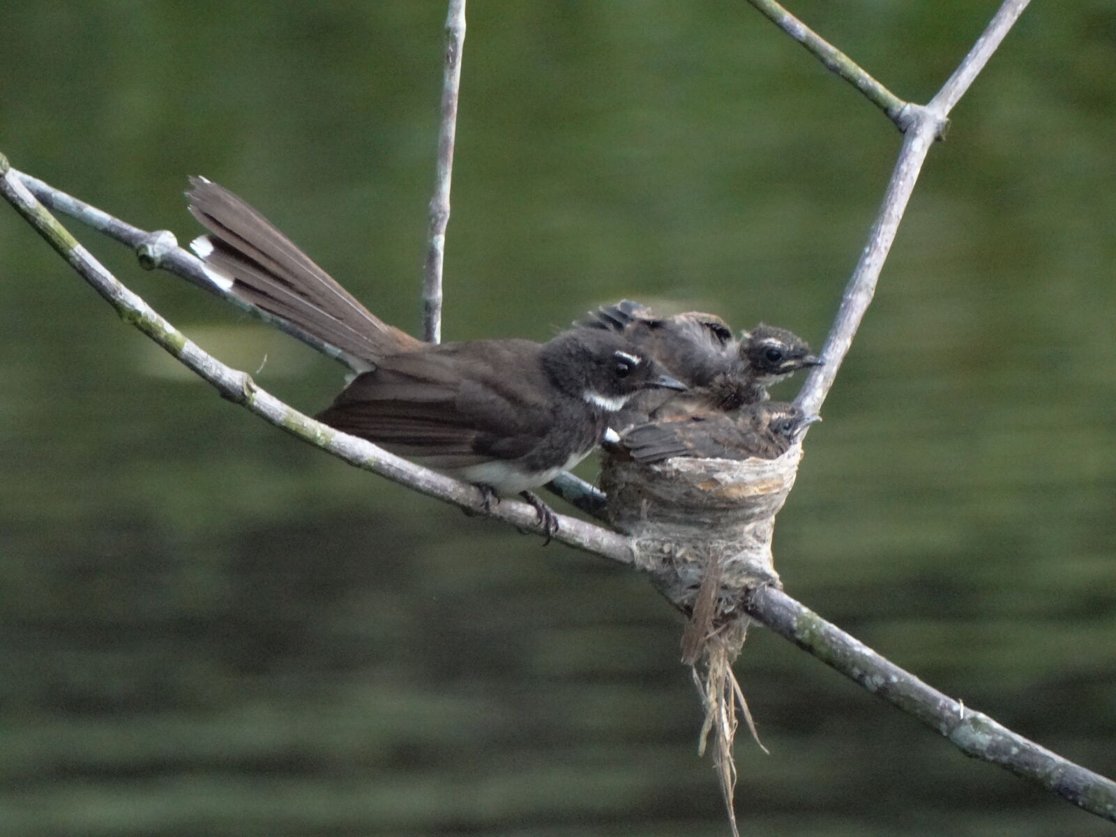 Sony Cyber-shot DSC-HX300 sample photo. Baby, bird, fantail, nature photography