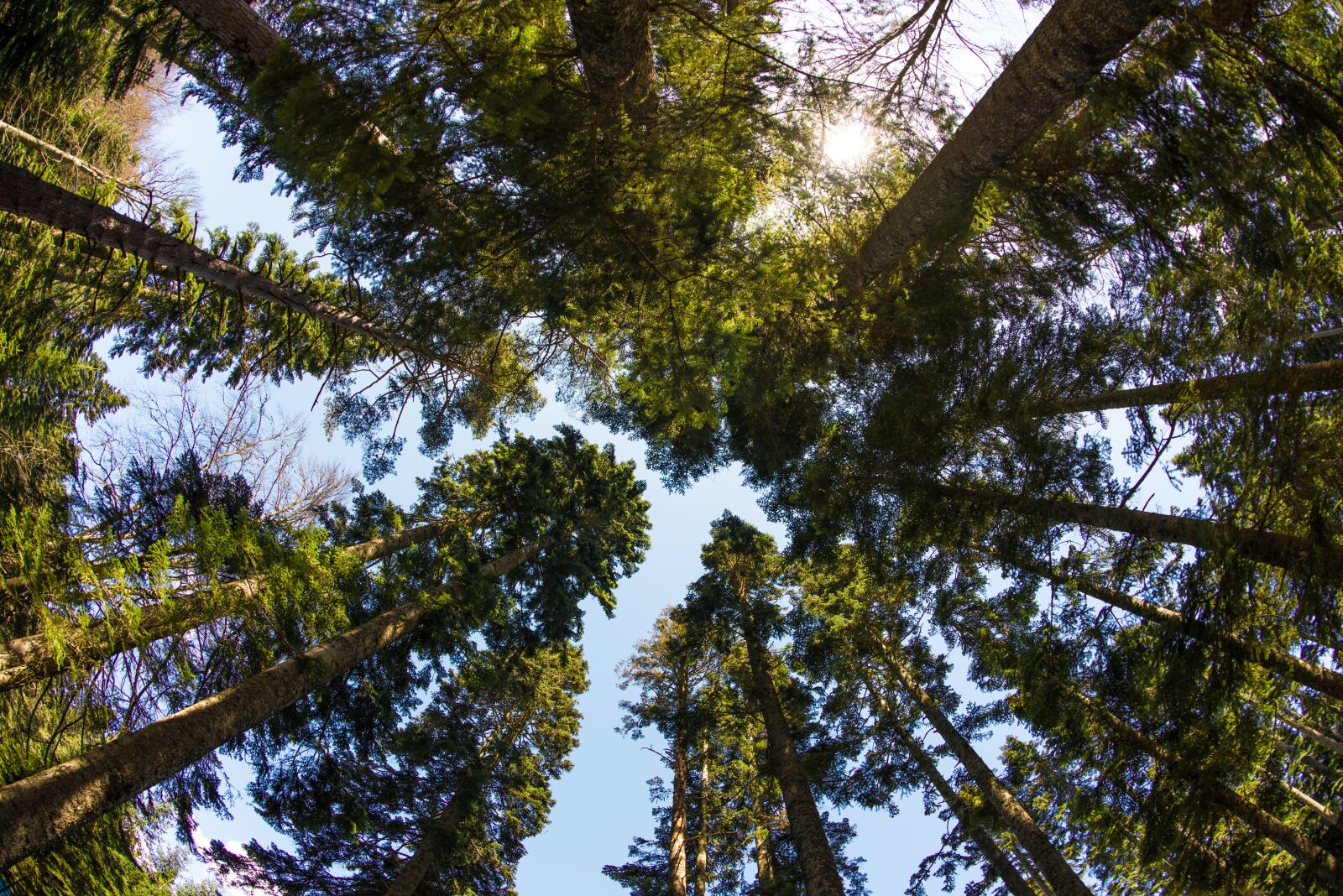 Nikon D800 sample photo. Forest, trees, nature photography