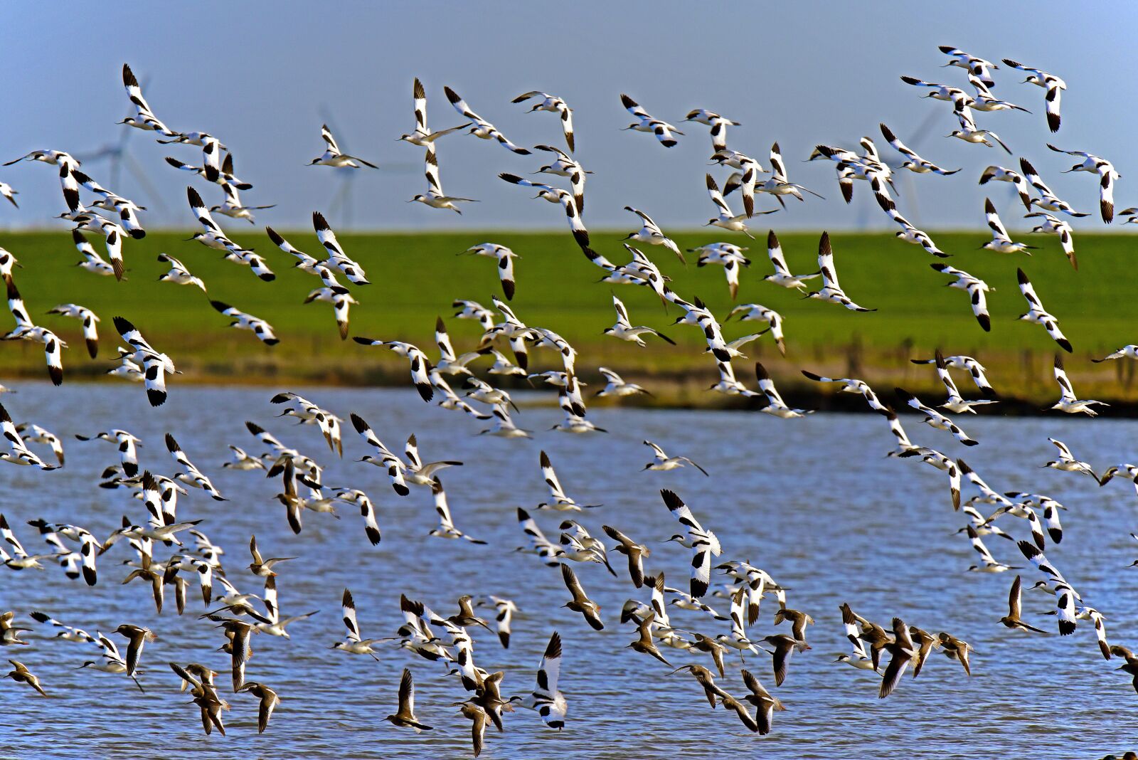 Nikon D750 sample photo. Avocet, limicoline, waders photography