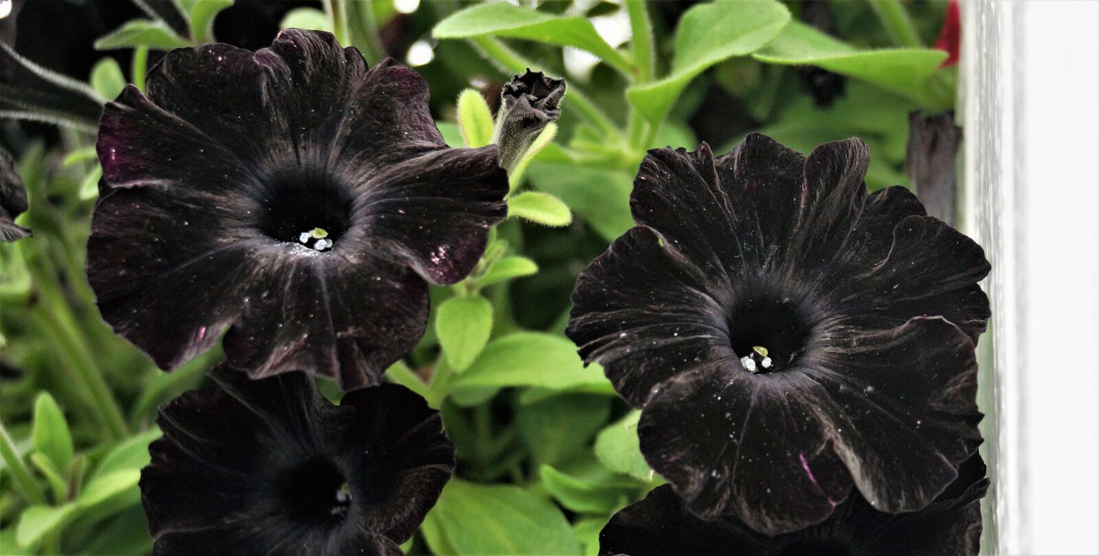 Sony Alpha NEX-7 sample photo. Black, petunia, flower photography