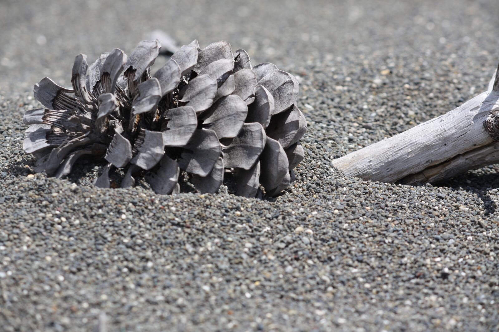 Canon EOS 450D (EOS Rebel XSi / EOS Kiss X2) sample photo. Pine, cone, sand photography