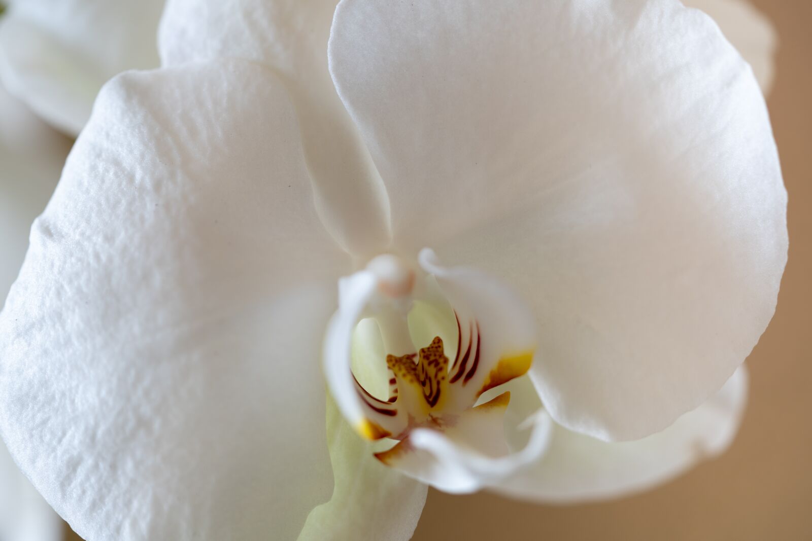 Sony a7R II + Sony FE 90mm F2.8 Macro G OSS sample photo. Orchid, flower, macro photography