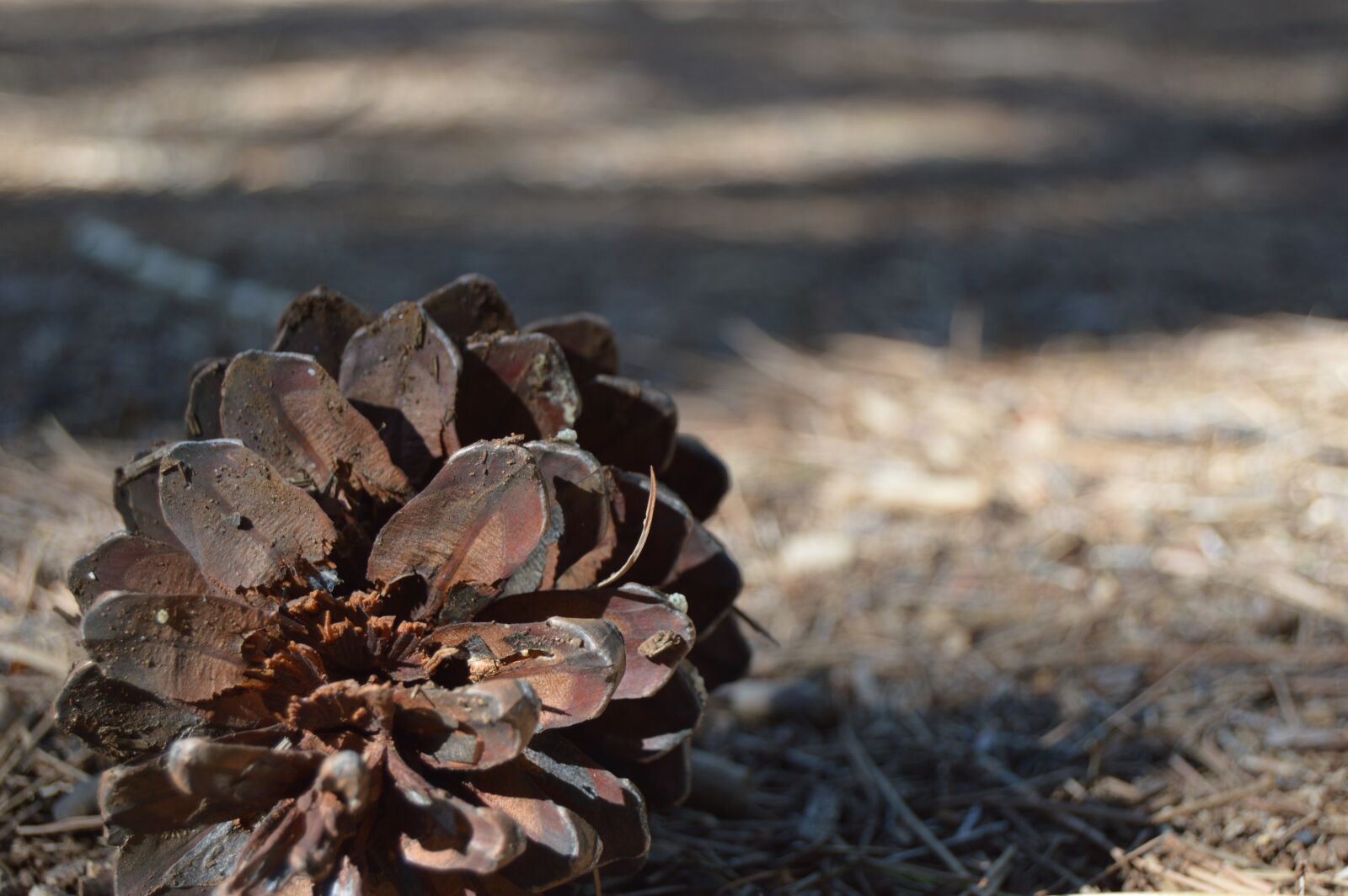 Nikon D3200 sample photo. Nature, dry, open air photography