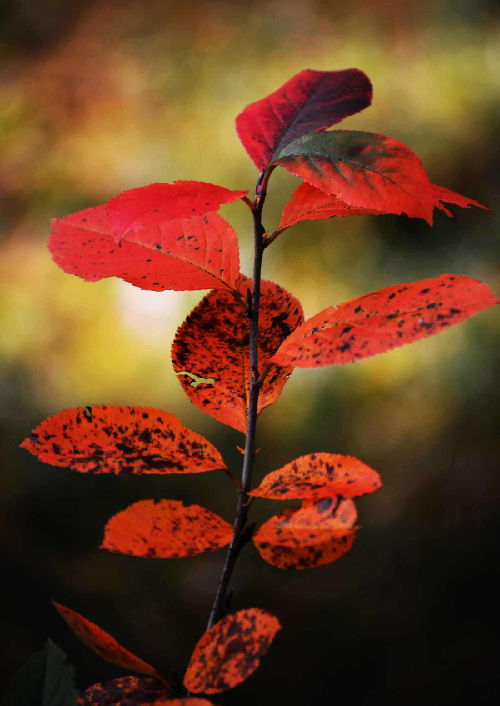 Nikon D5200 sample photo. Autumn, forest, tree photography