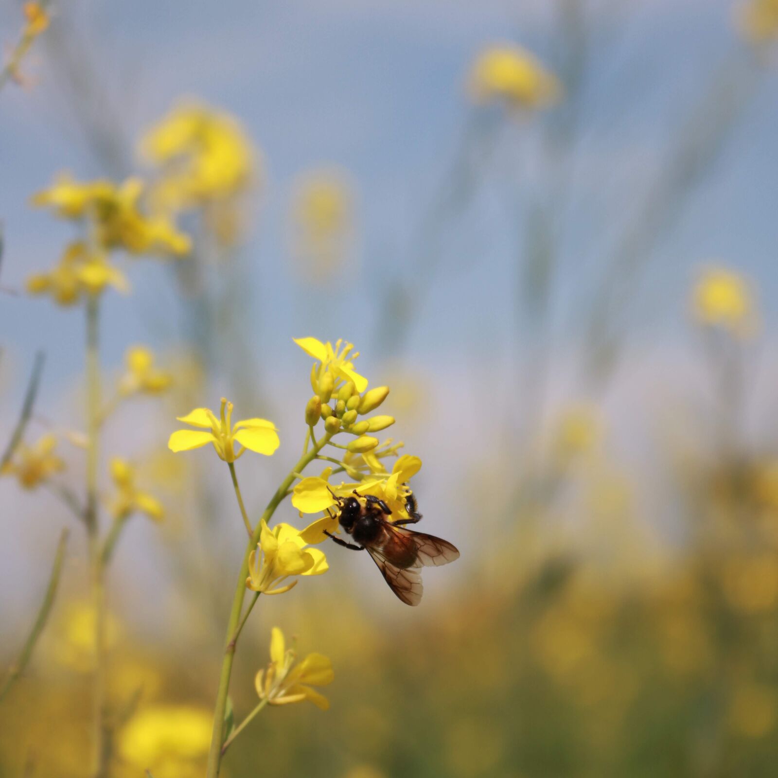 Canon EOS 750D (EOS Rebel T6i / EOS Kiss X8i) sample photo. Nature, honeybee, summer photography