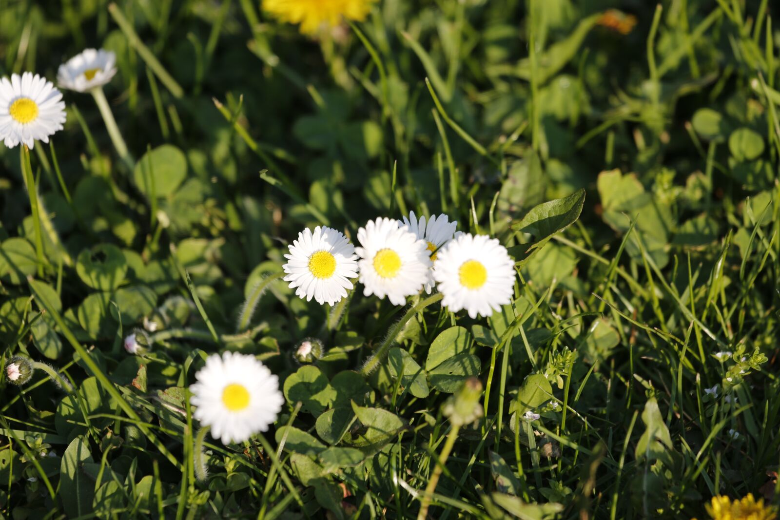 Canon EF 100-400mm F4.5-5.6L IS USM sample photo. Flowers, green, spring photography