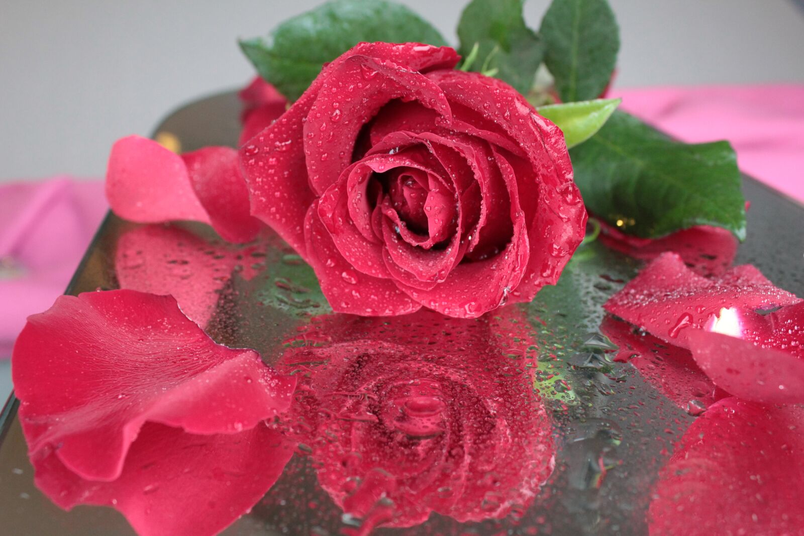 Canon EOS 600D (Rebel EOS T3i / EOS Kiss X5) sample photo. Rose, flower, red rose photography