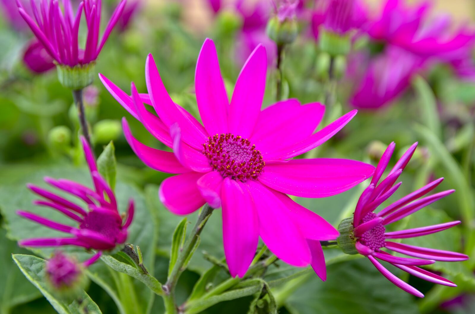 Nikon D7000 sample photo. Flower, garden, summer photography