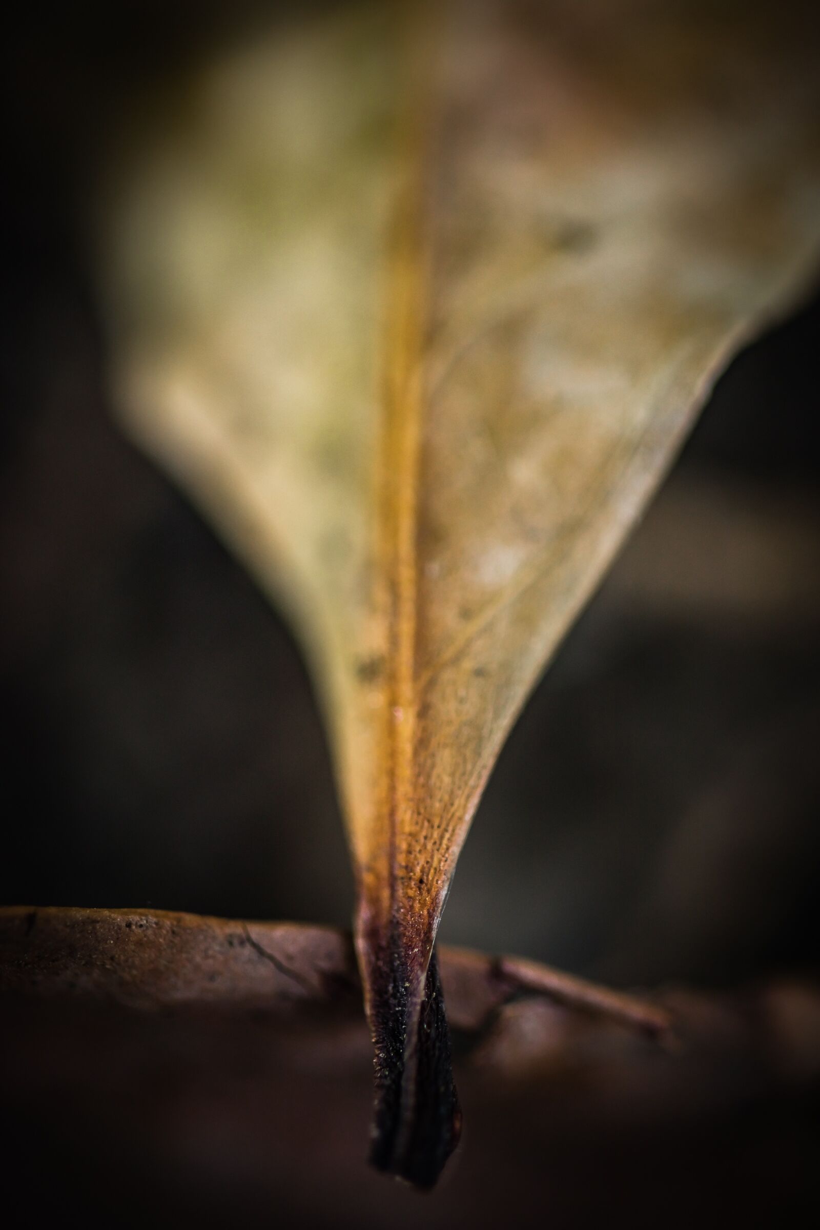 Canon EOS 80D sample photo. Leaf, forest, leaves photography