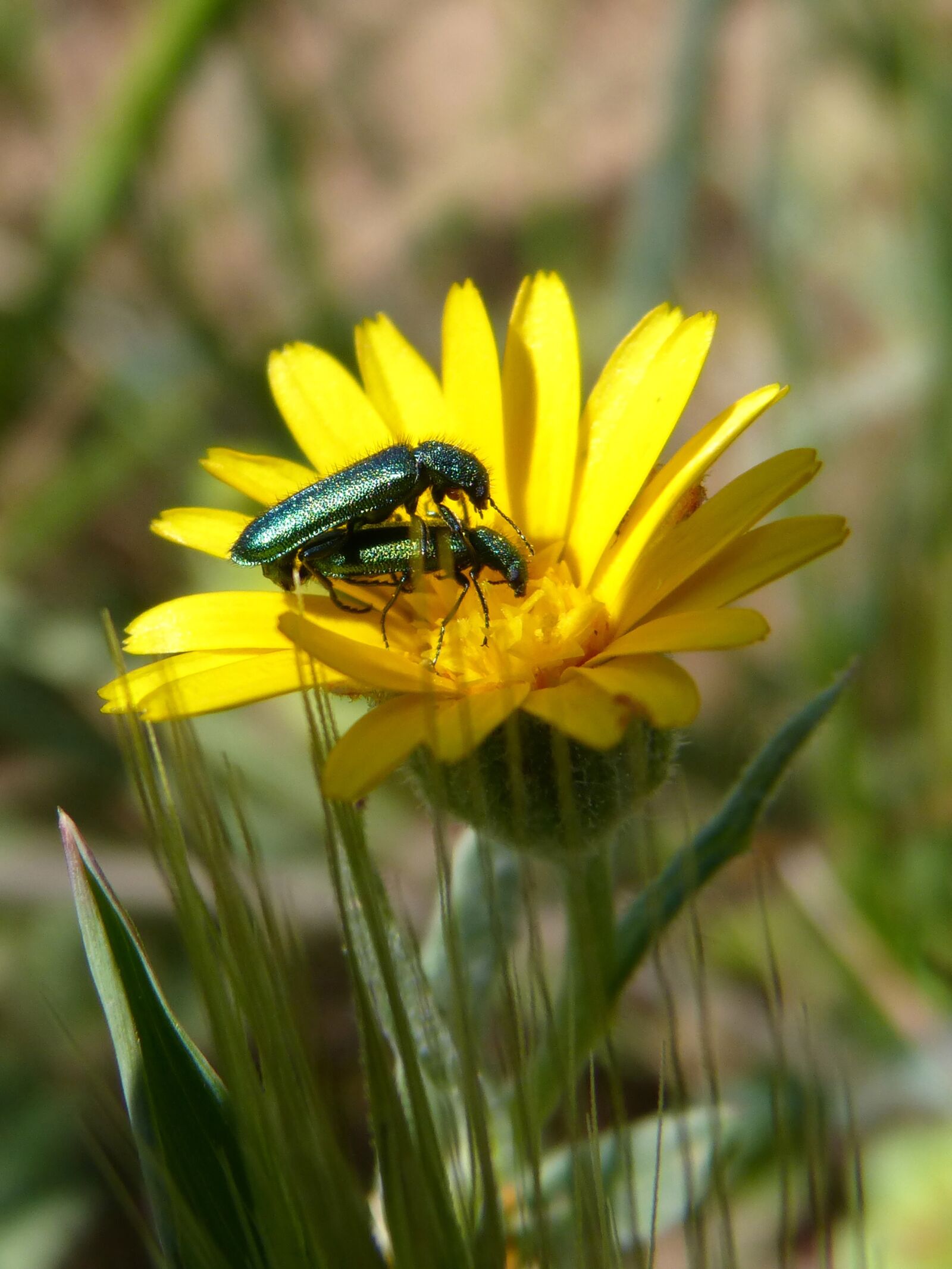 Panasonic DMC-FZ62 sample photo. Insects mating, reproduction, bugs photography