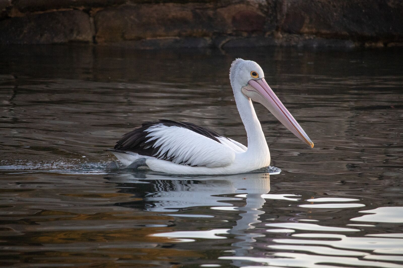 Canon EOS 200D (EOS Rebel SL2 / EOS Kiss X9) sample photo. Pelican, bird, wild photography