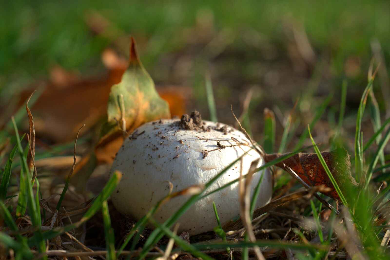 Sony a7 II + Sony FE 50mm F2.8 Macro sample photo. Mushroom, autumn, leaves photography