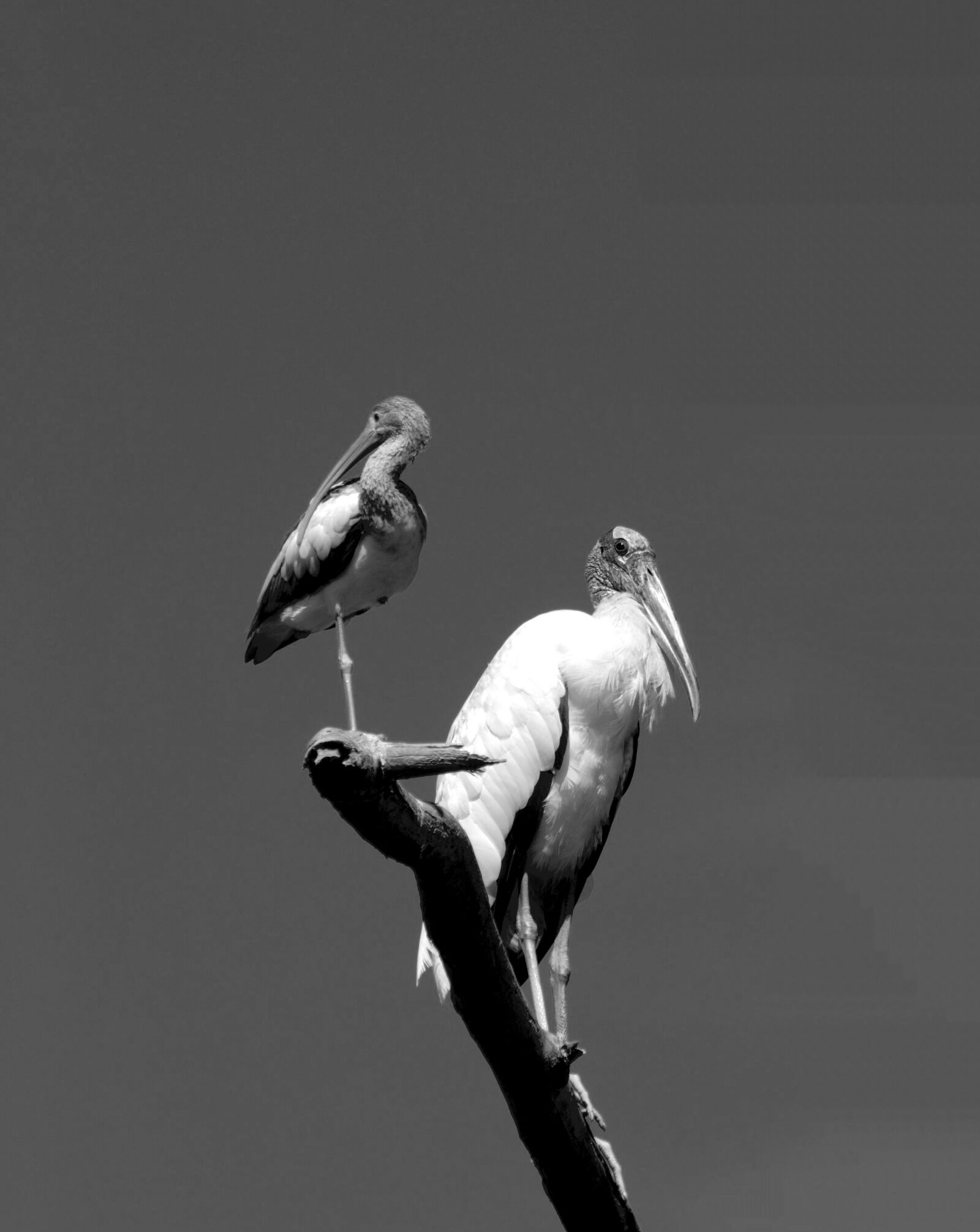 Nikon D200 sample photo. Ibis bird, wood stork photography