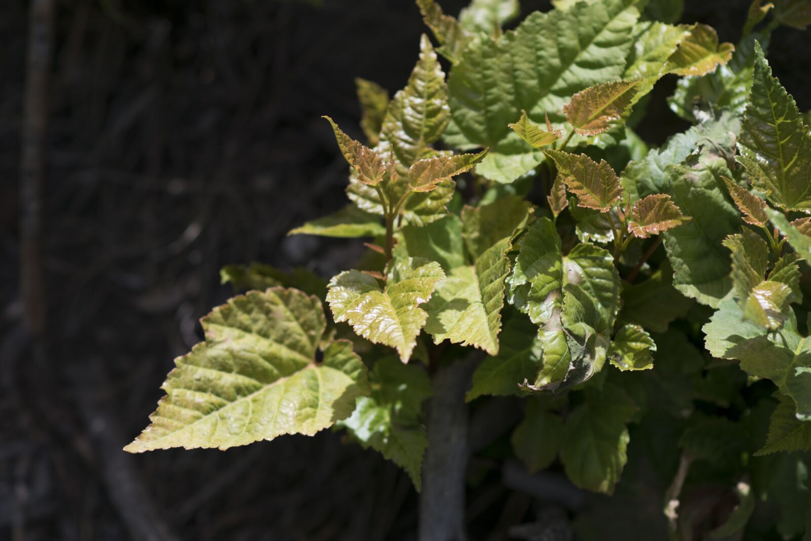 Nikon D5300 sample photo. Plant, trees, sapling photography