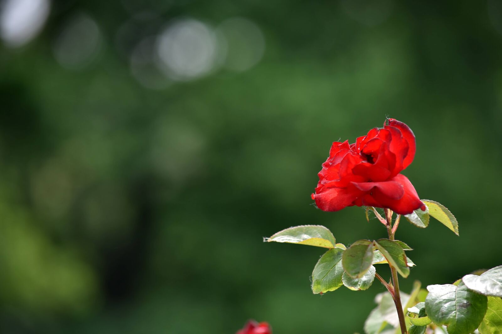 Nikon D5500 sample photo. Blur, roses, spring time photography