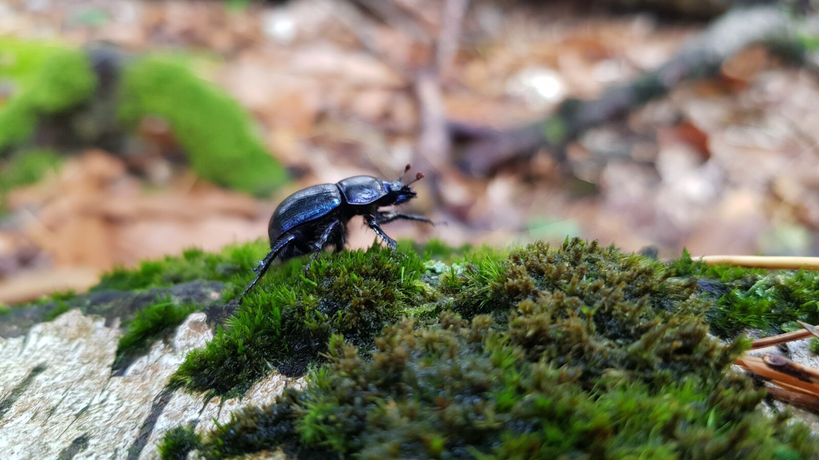Samsung Galaxy S8+ sample photo. Insect, forest, nature photography