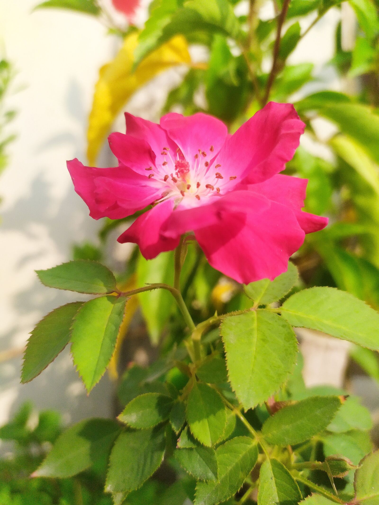Xiaomi Redmi Note 7S sample photo. Flower, bloom, blossom photography