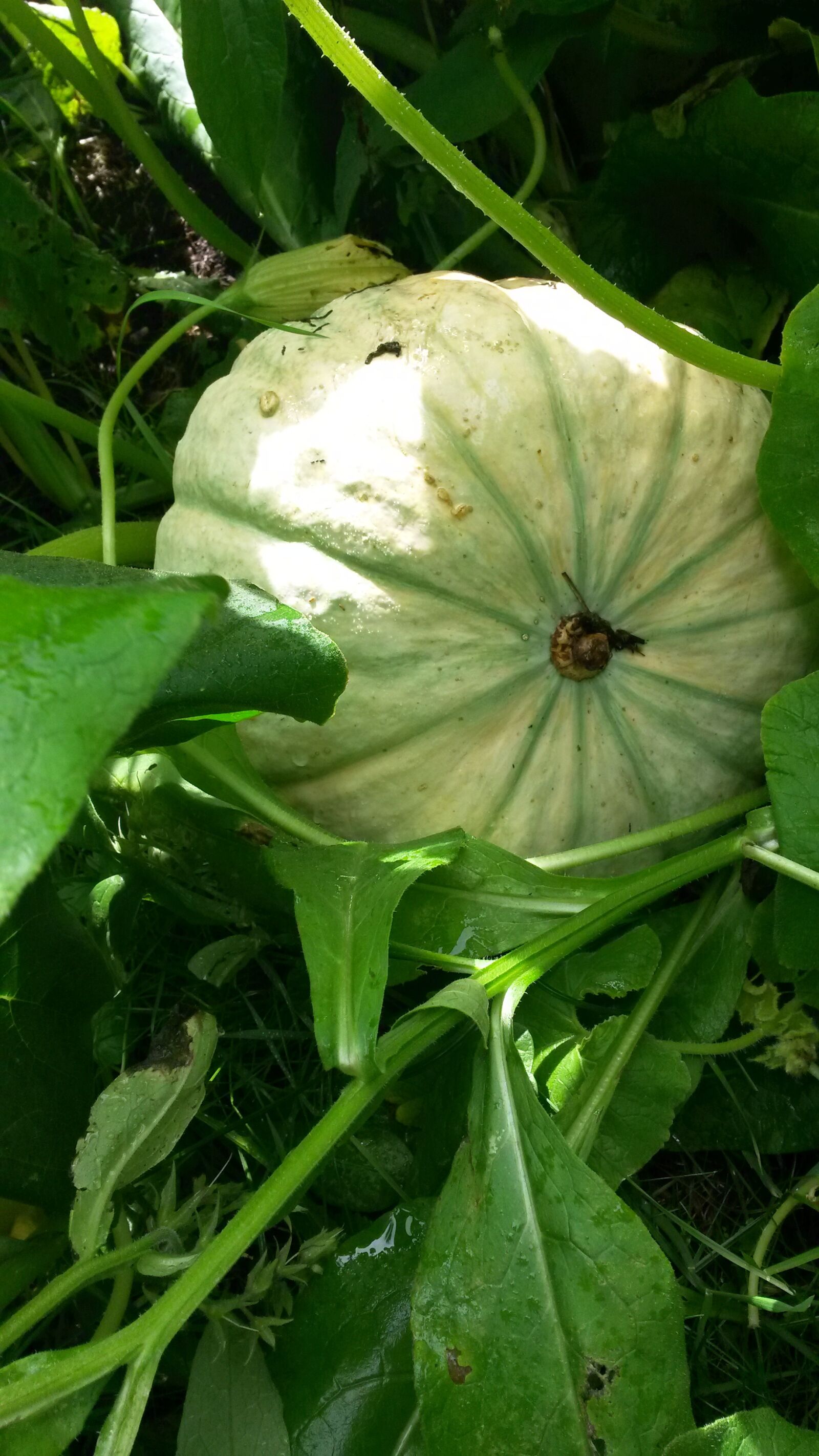 Samsung Galaxy S4 Mini sample photo. Pumpkin, blossom, bloom photography